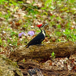 Woodpecker